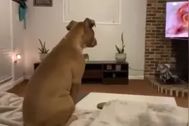 狗狗爱看动物片，看到小狮子叫妈妈时，它好激动视频封面