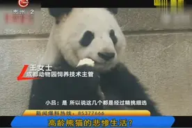 高龄熊猫的悲惨生活？