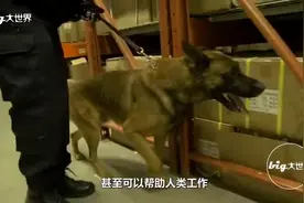 狗界老司机, 滑板玩得溜到飞起, 打破吉尼斯世界纪录视频封面