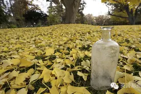 一代代神圣的'掌瓶人'：世界上最长的科学实验的守护者图片