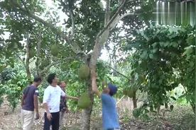 老乡家园里收菠萝蜜，一棵小树能挂果20多个，果树产量实在太高了视频封面