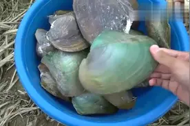 烤河蚌竟然吃出生蚝味，你这样吃过吗？