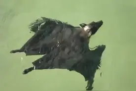 蝙蝠不光会飞还会游泳你知道吗？