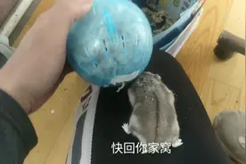 仓鼠逃出笼子，藏的地方太隐秘了，乖乖束手就擒视频封面