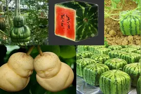 方形“人参果”西瓜生长实录