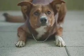 【好广告片】器官捐献公益广告：主人，我熟悉你的每一点视频封面