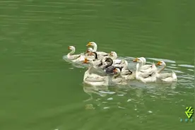 儿歌鹅鹅鹅 儿歌大串烧