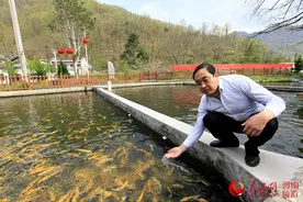 栾川高山渔村：冷水鱼养殖带村民走上致富路图片