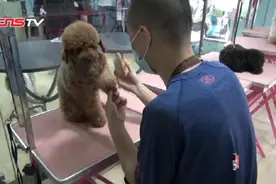 广西南宁宠物美容行业兴起 宠物拟人化成大趋势图片