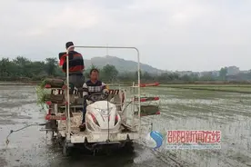 武冈种粮大户潘泽泼的种田经图片