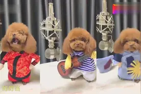 网红泰迪唱歌视频爆红网络，网友：这才是真正的灵魂歌手