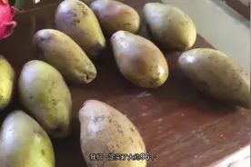 吃著名的白芒果，世界上最好吃的芒果