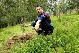 要想新栽柑橘苗存活，做好这三点，农村小伙用实践来证明