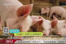 猪肉究竟为什么会“长痘”？这样的猪肉可以食用吗？听专家怎么说