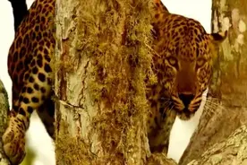 世界上最大的花豹，霸气而漂亮的捕食者