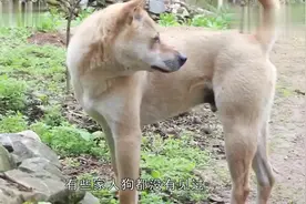 为什么大部分狗不会咬没见过面的自家人呢今天总算明白了！