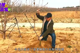 今天前往樱桃园，讲一讲压枝的一些知识，有助于果树的成长