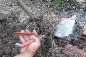 今天小编带大家去山上找树桩，为制作盆栽做准备，看造型怎么样