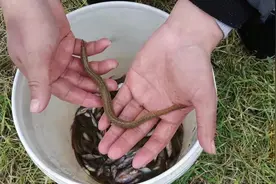 今天运气爆棚，收了很多沙鳅鱼，能值350一斤视频封面