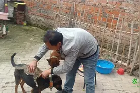 狗狗这样喂一样长的毛色鲜亮健康强壮，方法十分简单还省钱！视频封面