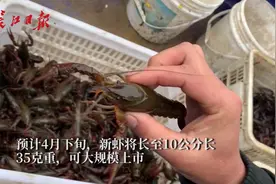 武汉4月底将迎来小龙虾上市高峰