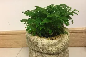 刚买的卷柏、九死还魂草用这种方法换盆，瞬间就能恢复生长视频封面