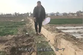 东哥：这种野菜比喻为护肝王，农村地头都有，吃了对身体特别的好