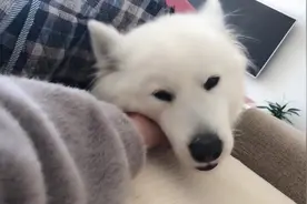 主人给狗狗挠痒痒，汪开心的不得了，还不停的撒娇卖萌，太逗了视频封面