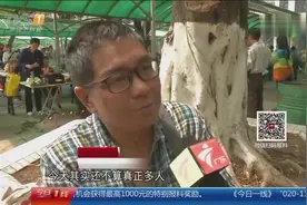 广州：清明拜祭迎节前小高峰视频封面