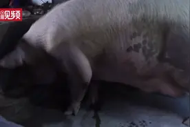 泰顺现新猪王长2米多重1300斤
