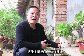 玉龙观音怎么养？玉龙观音的养殖方法和注意事项！视频封面