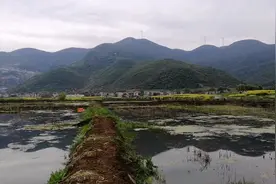 养殖龙虾塘出现大量青苔了怎么办？