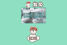 王不过项，力不过霸，将不过李，拳不过金，指的都是谁？#发兔冷知识 @发兔报道 @大吃货发兔 @发兔看世界视频封面