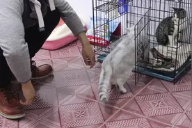 猫咪腹部和背部粘上透明胶带会有什么反应，铲屎官测试后特别想笑视频封面