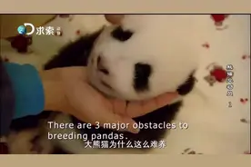 野生熊猫3000只，那大熊猫为什么还这么难养不要保护了吧视频封面
