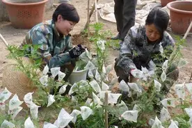 厉害了我的洹园菊展人 前期工作忙只为花绽放图片