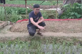 农民小古：掌握这个种植通菜的方法，产量便可以大大提高