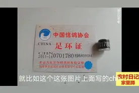 农村日记  怎样查找信鸽脚上的足环视频封面