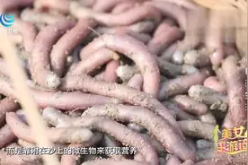 儋州光村，瘆人的沙虫，是村民们餐桌上的美味，你敢吃吗？