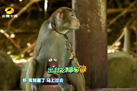 猴子智商最高竟可以跟人类小孩6-10岁一样 知道抢袋子会有食物