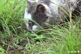 实拍农村家猫抓老鼠全过程，简直太生猛了，抓住后几口就吃掉视频封面