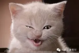 分享|粉红内裤戒指！这些奇葩情人节礼物你一定想不到图片