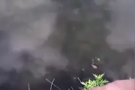 女子随意挥手即可招至鱼群, 这是什么梗?