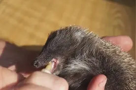 这是一只还没有满月的刺猬，还需要人工喂养，认识主人视频封面