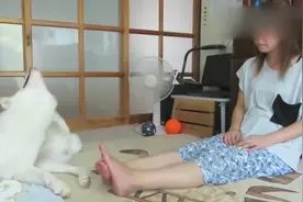 日本美女在家中和秋田犬亲密互动，这一幕太有爱了视频封面