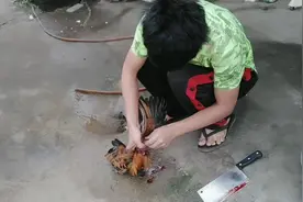 第一次杀鸡，割脖放血，才出来一点，是姿势不对吗？