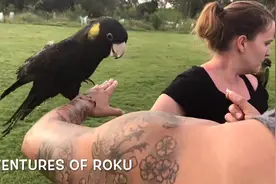 这些鹦鹉卖了，买一辆法拉利绰绰有余，黑金刚鹦鹉少说值50万视频封面