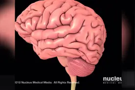 当头部受到撞击会发生什么？看看这个医学动画就知道了！