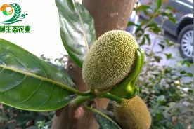 菠萝蜜的开花结果的过程，可惜今年量太少！视频封面