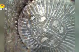 螲蟷长相与普通蜘蛛不同 它的屁股竟长得像印章一样